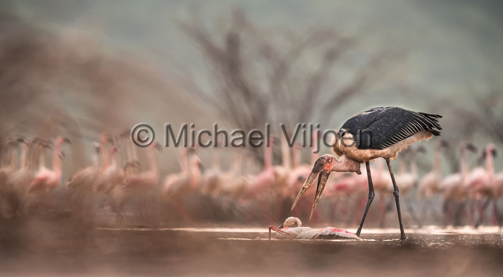 Bird Photography